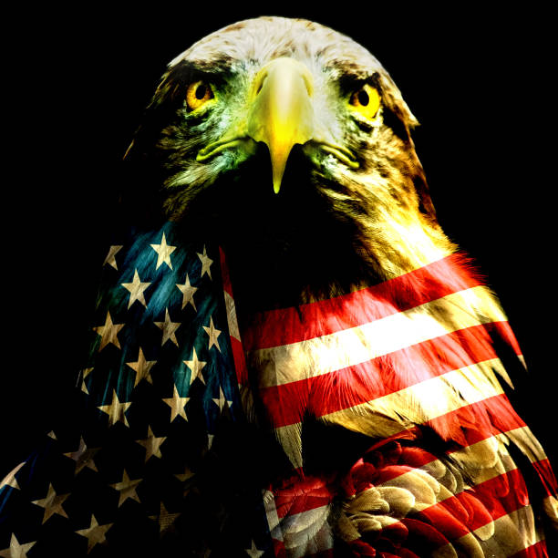 istock bird in the American flag 1066103920