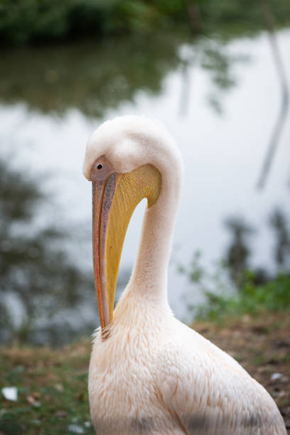 istock American white pelican - Pelecanus erythrorhynchos 1066104236