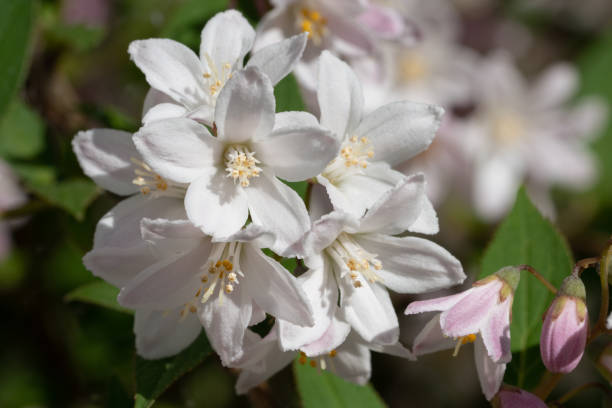 Fuzzy Deutzia (Deutzia scabra) Fuzzy Deutzia (Deutzia scabra), close-up of the flower head deutzia scabra stock pictures, royalty-free photos & images