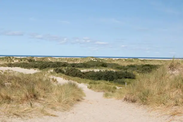 a path through the sand dunes on the northern sea island borkum under a blue sky photographed during a sightseeing tour on a late summer day
