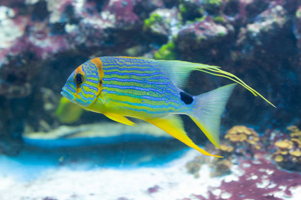 istock Symphorichthys spilurus - Sailfin snapper 1066107490