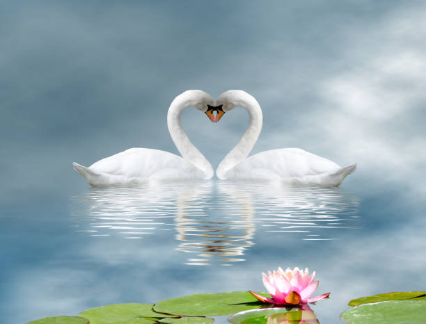 istock two swans and a lotus flower on the water 1066112924