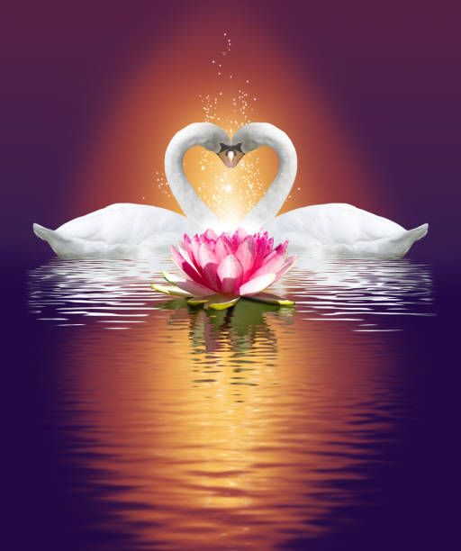 istock two swans and a lotus flower on the water 1066112930