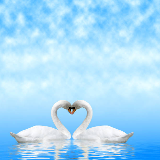 istock two white swans against the sky close-up 1066112956