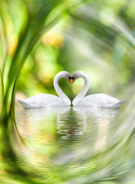 istock image of two swans in an abstract wave close-up 1066112964