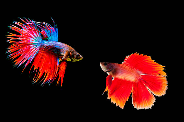 istock fighting fish/Queen fish of Thailand. 1066112982