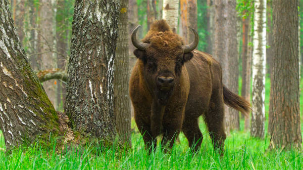 bisonte - oka river fotografías e imágenes de stock