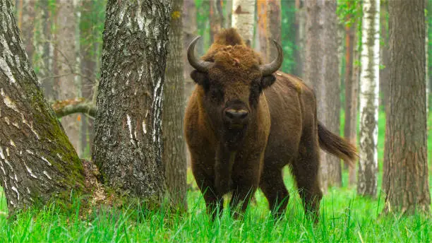 Bison in Russia forest near river Oka