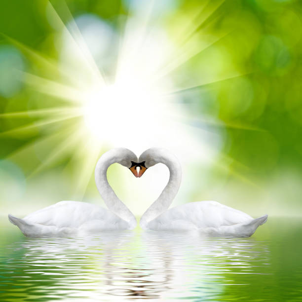 istock two white swans on green background close-up 1066113032