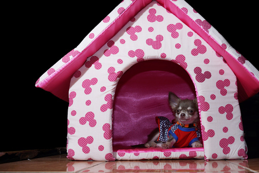 Chihuahua dog  in the dog house.