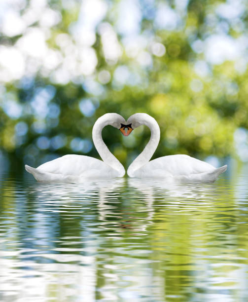 istock two white swans on green background close-up 1066113068