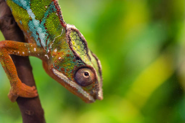 istock panther chameleon - Furcifer pardalis 1066113388