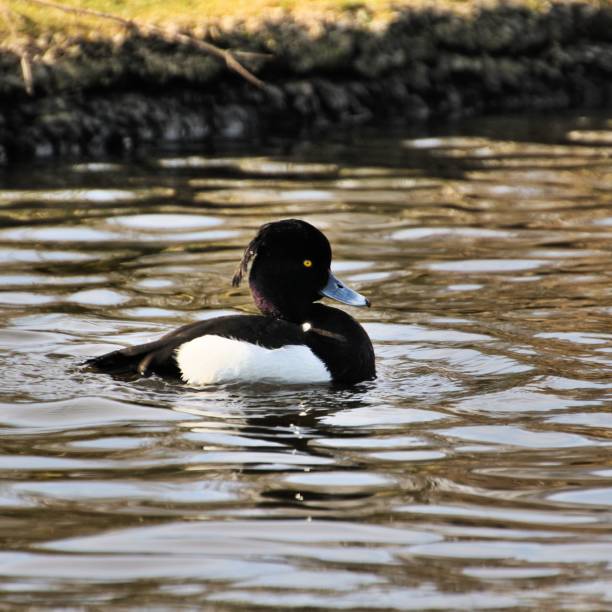 istock A view of a Tufted Duck 1066113414