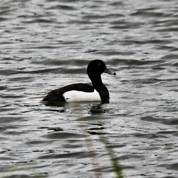 istock A view of a Tufted Duck 1066113432