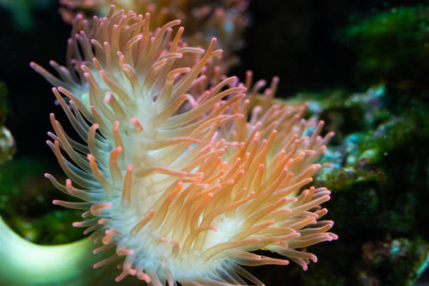 istock Heteractis magnifica, Colored long tentacle Anemone 1066113642
