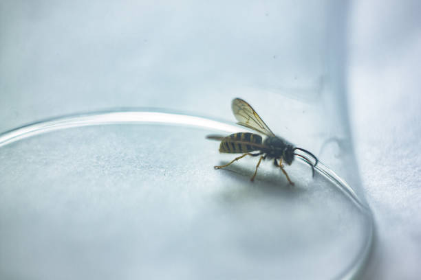 istock wasp covered with a glass. lack of freedom concept 1066115014