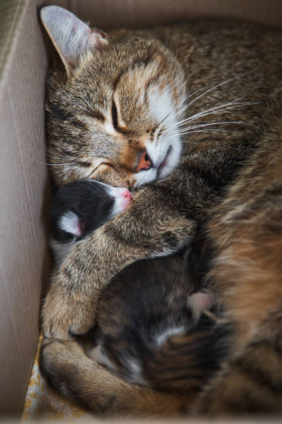 istock cat with a kitten in a cardboard box 1066115470