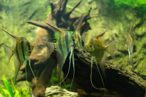 istock Pterophyllum altum - altum angelfish 1066116886
