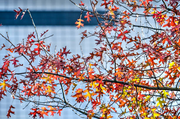 istock Oak leaves and urban facade 1066117832