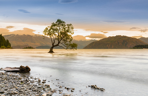 Lake Wanaka with alone tree during sunrise, New Zealand South Island natural landscape background