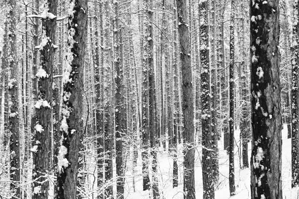 istock Winter background. Black and white many winter graphic identical trees. 1066124204