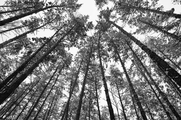 istock Winter background. Black and white many winter graphic identical trees. 1066124262