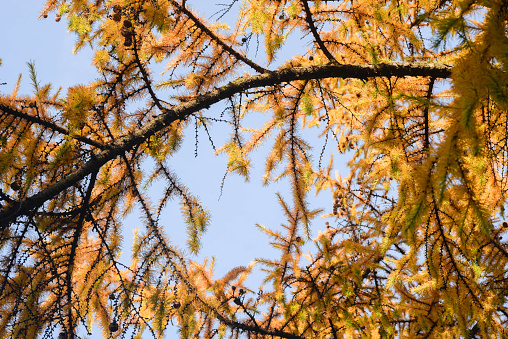 larch tree orange autumn leaves on sunny day
