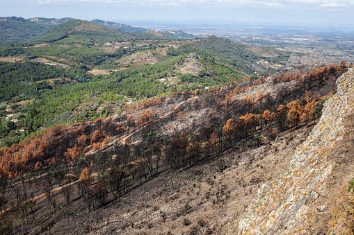 trees burned after the fire in the bush. Marvao, Alentejo, Portugal