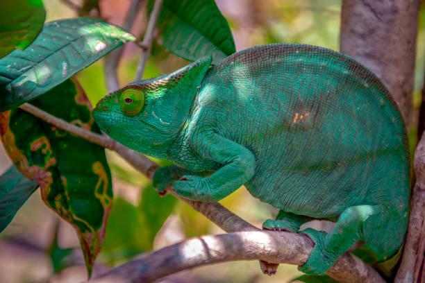istock A chameleon species that is endemic to wild nature Madagascar 1066128178