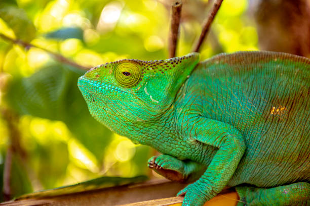 istock A chameleon species that is endemic to wild nature Madagascar 1066128364