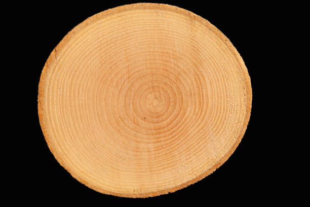 Close-up of tree rings with shallow depth of field.