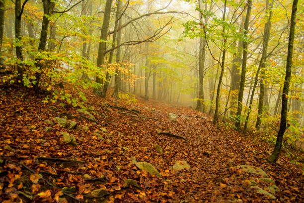 istock Natural Park of Montseny 1066128956