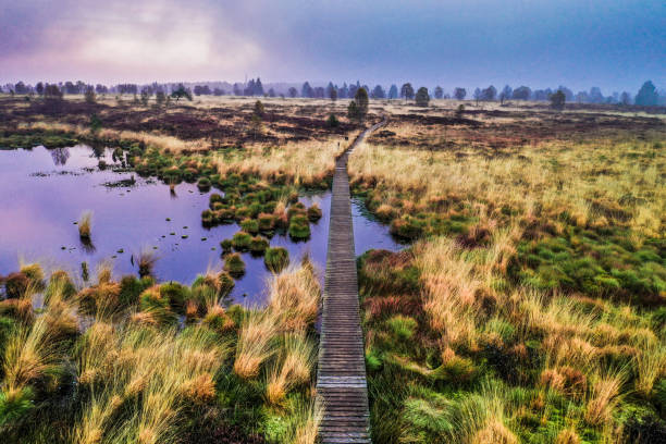 moor bei sonnenaufgang mit nebel - moor stock-fotos und bilder