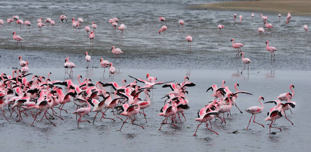 istock Flamingos in Walvis Bay 1066132404
