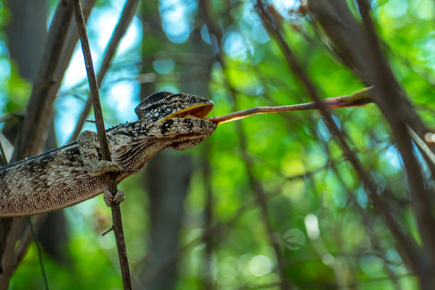 kameleon poluje na owady w dzikiej naturze madagaskaru - chameleon madagascar wildlife bizarre zdjęcia i obrazy z banku zdjęć