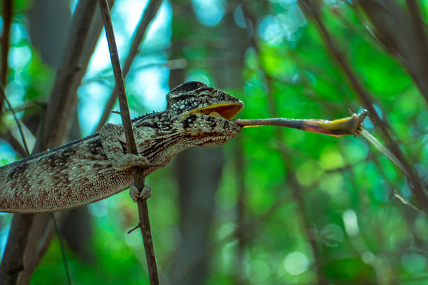 kameleon poluje na owady w dzikiej naturze madagaskaru - chameleon madagascar wildlife bizarre zdjęcia i obrazy z banku zdjęć