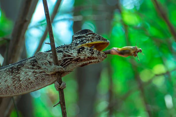 Chameleon hunts insects in the wild nature of Madagascar stock photo