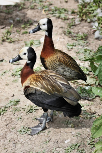 istock A view of 2 Whistling Ducks 1066132908