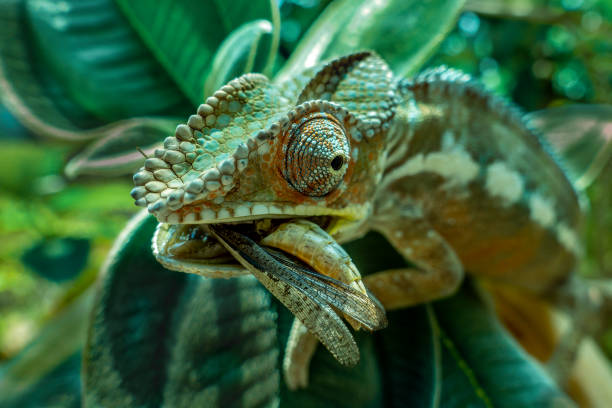 kameleon poluje na owady w dzikiej naturze madagaskaru - chameleon madagascar wildlife bizarre zdjęcia i obrazy z banku zdjęć