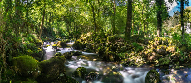 panorama in between rivers - natural phenomenon waterfall rock tranquil scene imagens e fotografias de stock