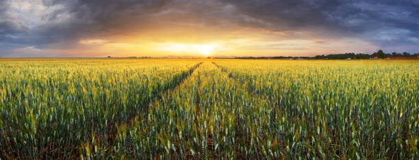 istock Landscape with wheat field, agriculture - panorama 1066139896