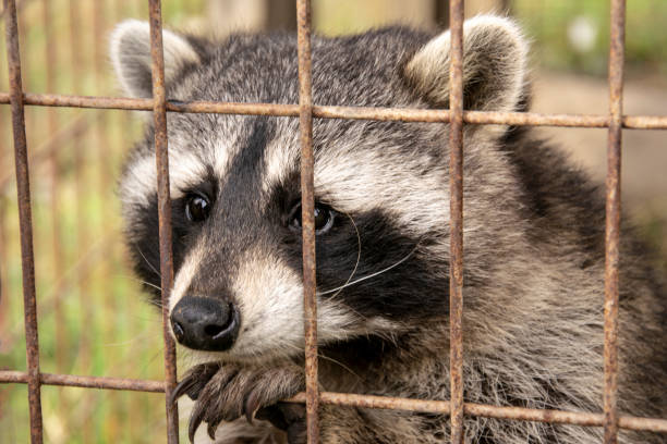 istock Cute raccoon behind the fences. 1066143814
