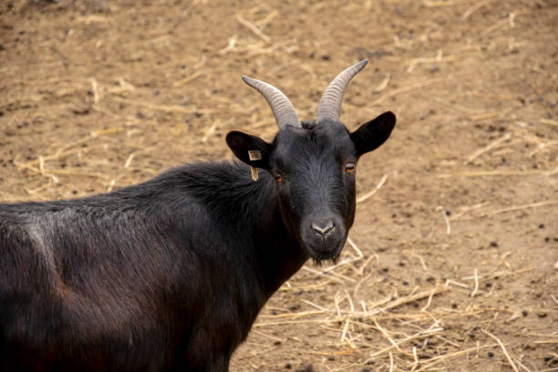 istock Young male goat looking into the camera. 1066143882