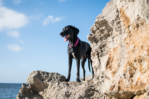 Photograph of a beautiful black dog on a rock with the sea in the background