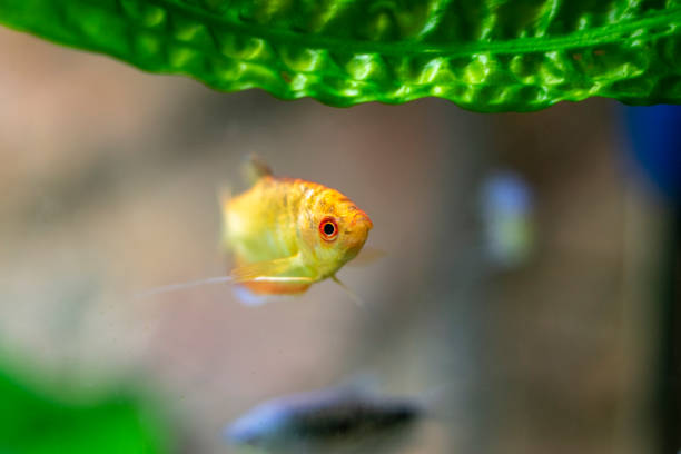Three spot gourami, Trichopodus trichopterus close up photo in the aquarium.