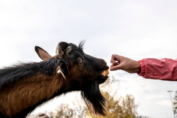 istock Female goat eating apple from hand 1066146318