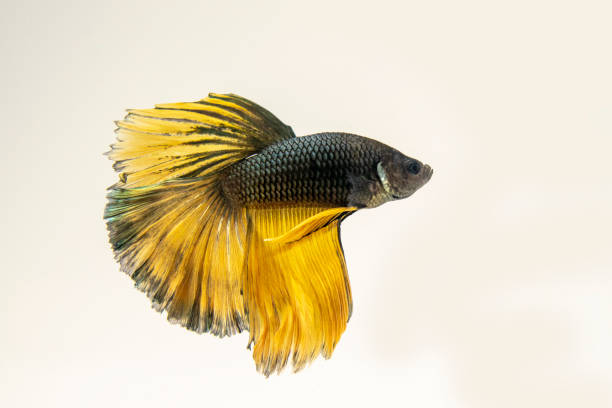 istock Yellow black dragon Siamese fighting fish 1066146438