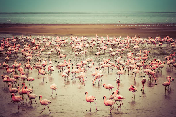 ウォルビスベイのフラミンゴ - walvis bay ストックフォトと画像