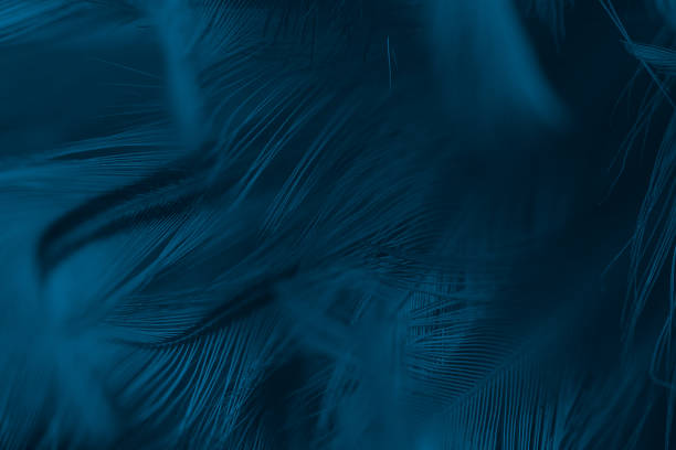 istock Beautiful dark blue vintage color trends feather texture background 1066150210