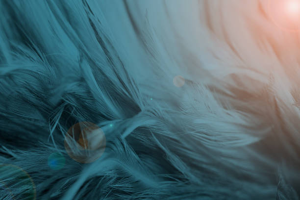istock Closeup dark blue azure feather pattern texture background with orange ligh flaret 1066150262